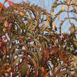Sorbus 'Chinese Lace': Bild 3/3