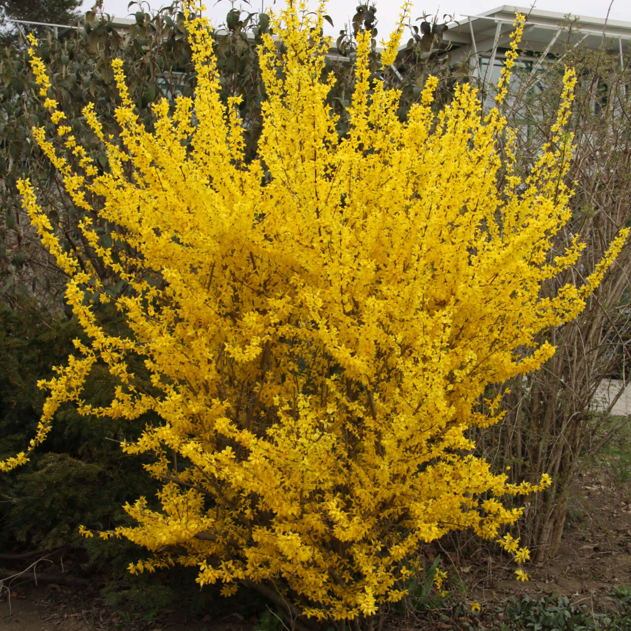 goldgl-ckchen-forsythia-intermedia-lynwood-gelb