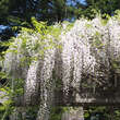 Wisteria floribunda 'Shiro-noda': Bild 6/8