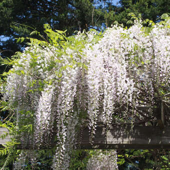 Blauregen - Wisteria floribunda 'Shiro-noda' ('Longissima Alba') - wei