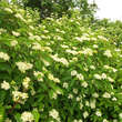 Cornus sanguinea: Bild 6/6