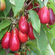 Cornus mas 'Schönbrunner Gourmet': Bild 4/7