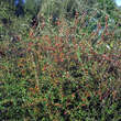 Cotoneaster integerrimus: Bild 5/5