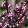Cercis canadensis 'Forest Pansy': Bild 2/7