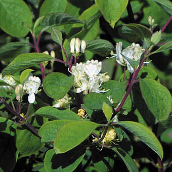 Lonicera xylosteum 'Compacta'