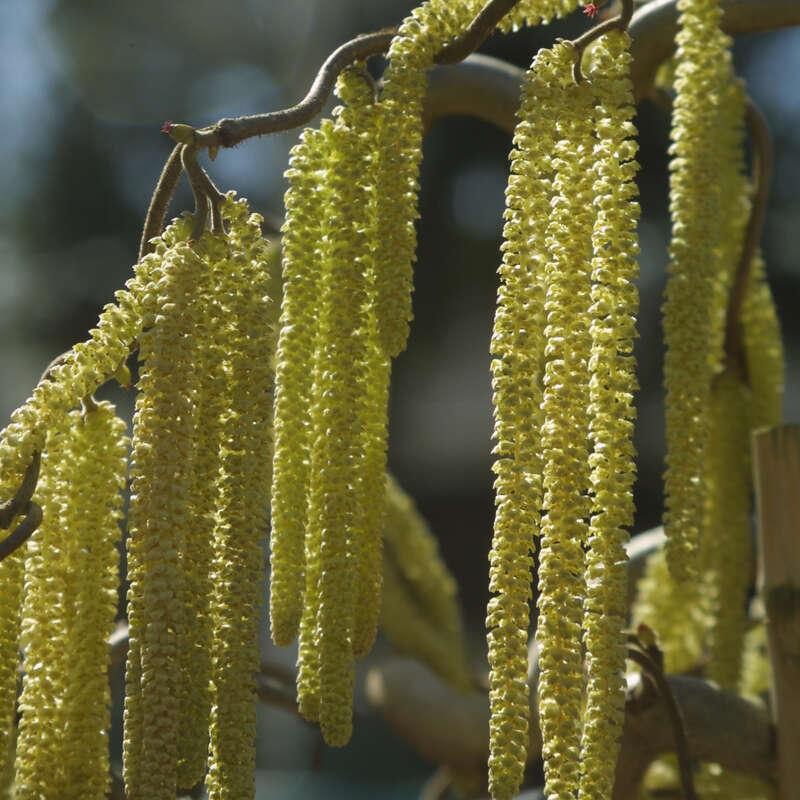 Korkenzieherhasel Corylus Avellana Contorta Gelb korkenzieherhasel-corylus-avellana-contorta-gelb