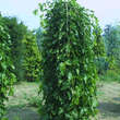 Morus alba 'Pendula': Bild 5/5