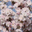 Prunus serrulata 'Amanogawa': Bild 3/3
