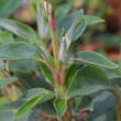 Cistus laurifolius     Kübelpflanze: Bild 2/2