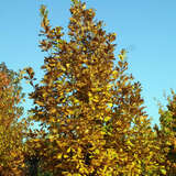 Quercus frainetto - Ungarische Eiche
