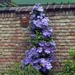 Clematis 'Mrs. Cholmondeley': Bild 5/5