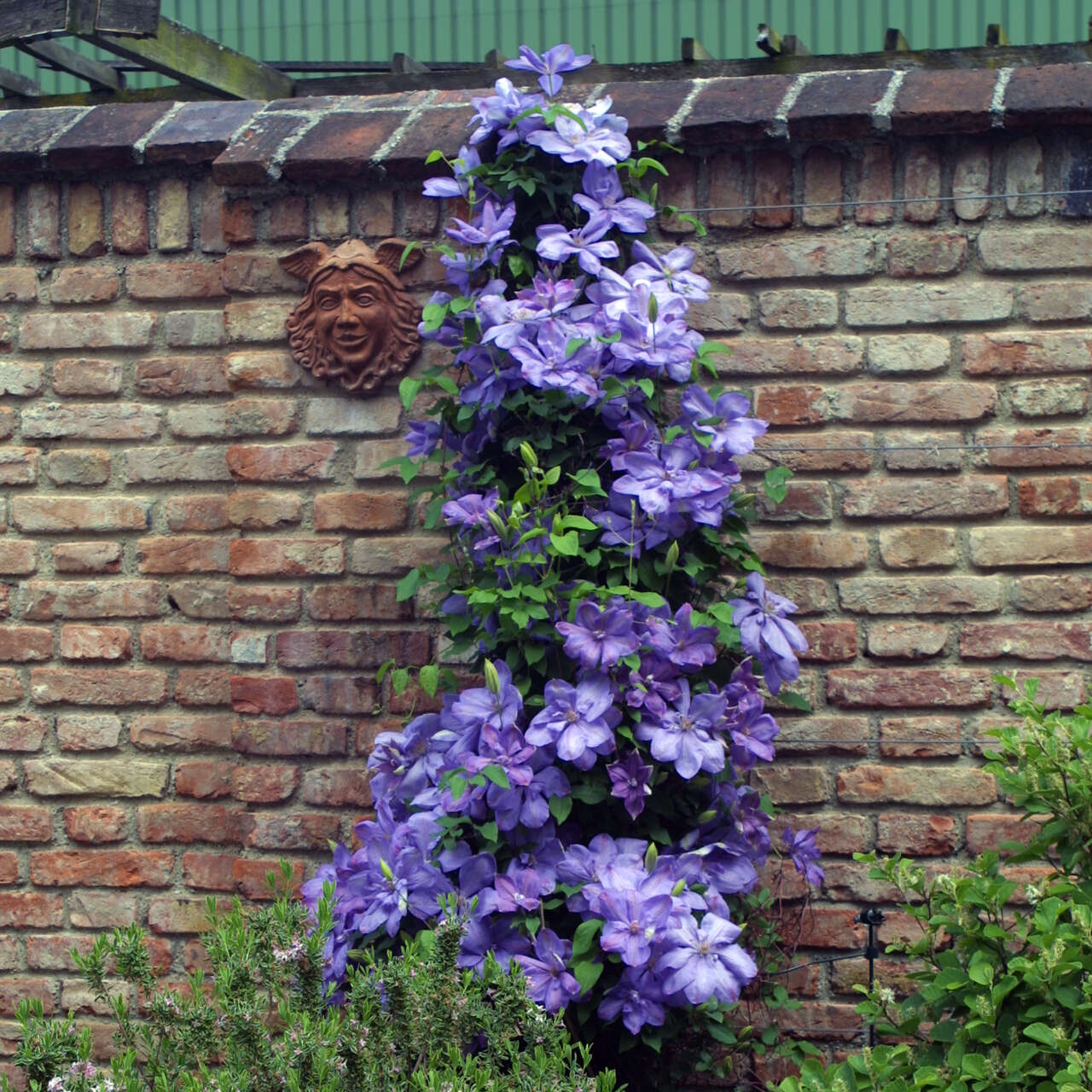 Waldrebe, Großblumige GartenClematis Clematis 'Mrs. Cholmondeley' blau