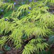 Acer palmatum 'Palmatifidum'  H100+: Bild 2/6