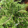 Sorbus scalaris: Bild 2/4