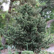 Pinus aristata: Bild 4/4