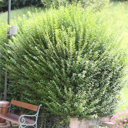 Immergrüner Liguster Ligustrum ovalifolium weiß