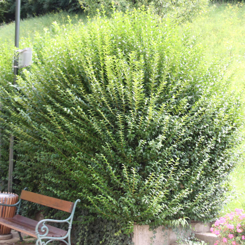 Immergrüner Liguster Ligustrum ovalifolium weiß