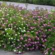 Spiraea japonica 'Shirobana': Bild 2/6