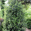 Ilex aquifolium 'Alaska': Bild 3/4