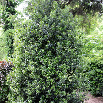 thuja baum wachstum Purgrün Thuja-Brabant-Dünger 1 kg main image 1