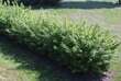 Ligustrum vulgare 'Lodense': Bild 6/9