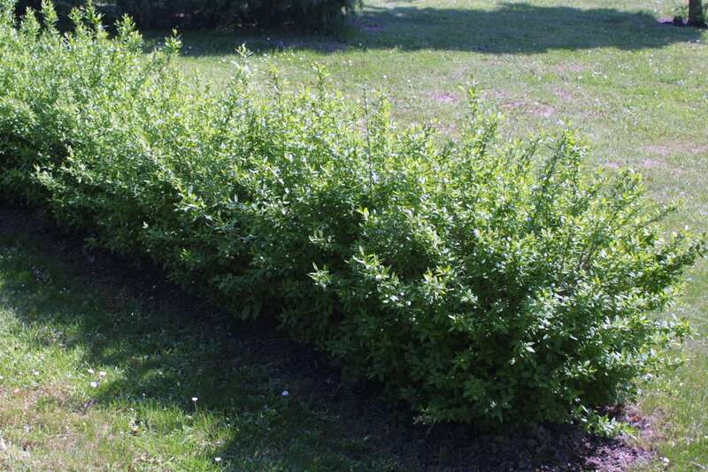 Zwerg-Liguster - Ligustrum vulgare 'Lodense' - wei