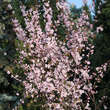 Prunus blireana: Bild 5/5