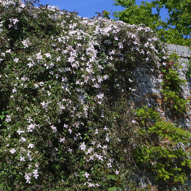 Bergwaldrebe Clematis montana rubens rosa