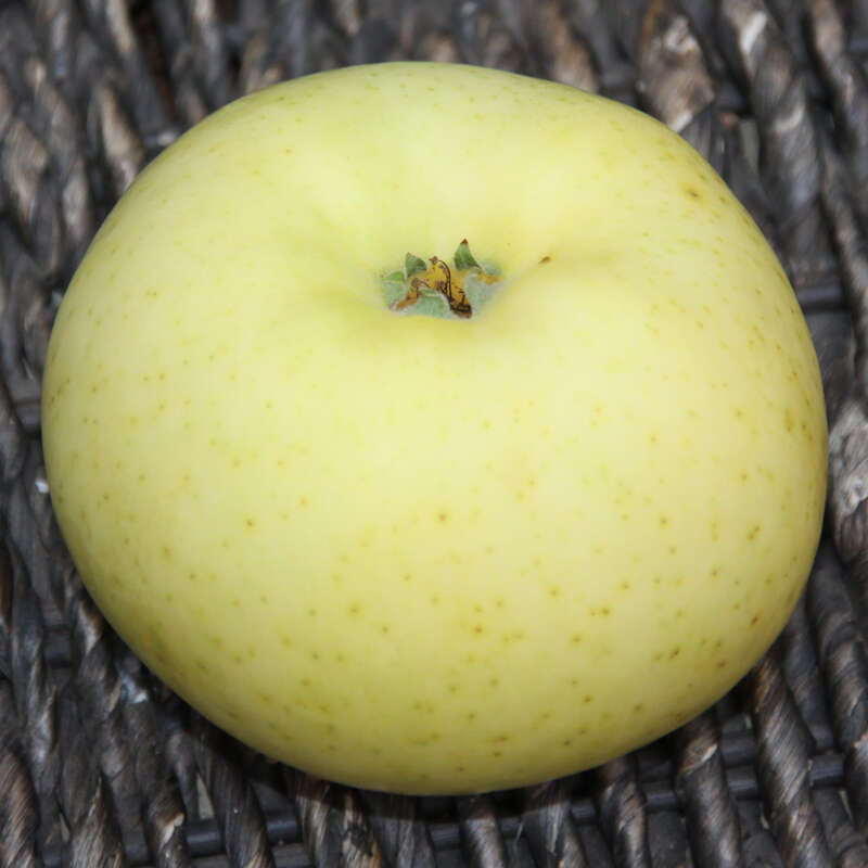 Winter-Apfel, X-VI - Malus domestica 'Riesenboikenapfel'