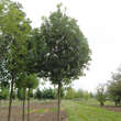 Fraxinus excelsior 'Altena': Bild 3/3
