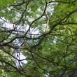 Rhus typhina 'Dissecta': Bild 5/5