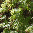 Acer palmatum 'Omuryama': Bild 4/5