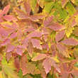 Acer griseum: Bild 3/8