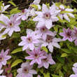 Clematis 'Nelly Moser': Bild 3/4