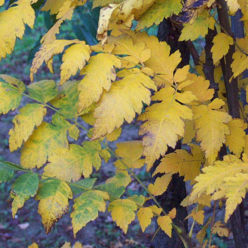 SäulenBlasenbaum Koelreuteria paniculata 'Fastigiata' gelb