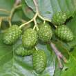 Alnus glutinosa: Bild 3/5