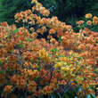 Azalea Großblumig - orange: Bild 6/6