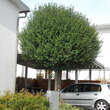Prunus eminens 'Umbraculifera': Bild 4/5