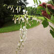 Cladrastis kentukea: Bild 2/6