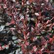 Berberis thunb. 'Dart's Red Lady': Bild 2/2