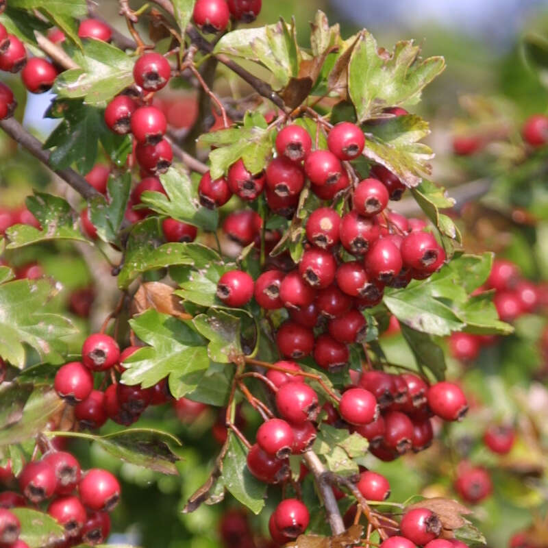 Heimischer Weißdorn Crataegus monogyna weiß
