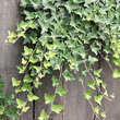 Hedera helix: Bild 3/9