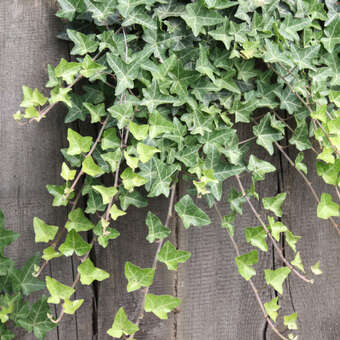 hedera helix arborescens kaufen Strauch-Efeu kaufen | Hedera helix 'Arborescens' main image 1