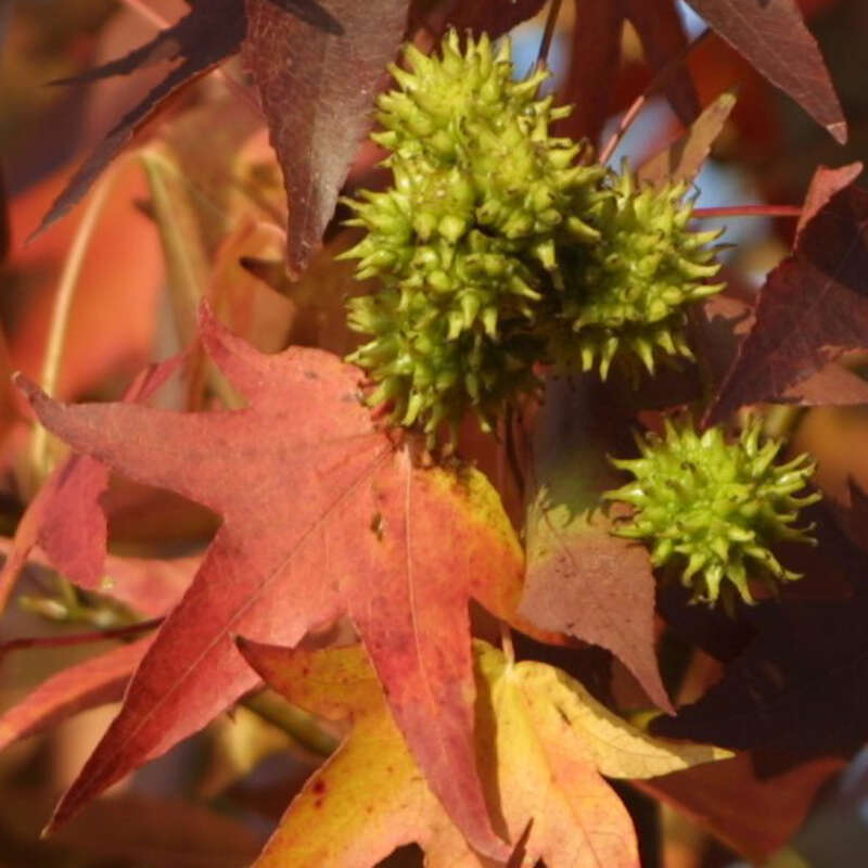 Amberbaum Liquidambar styraciflua
