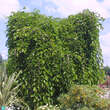 Morus alba 'Pendula': Bild 3/5