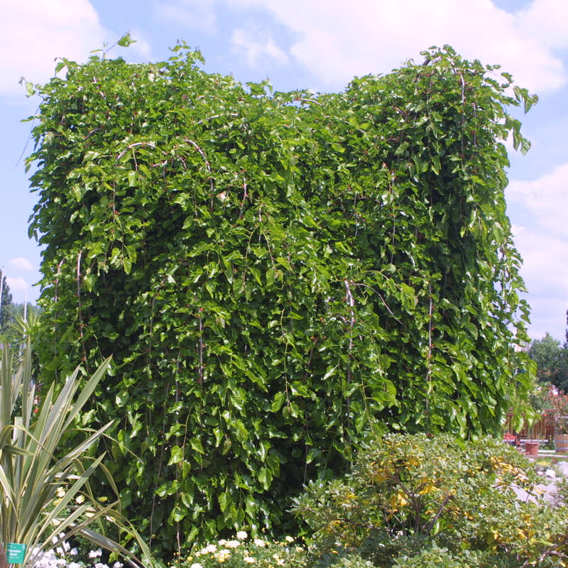 HängeMaulbeerbaum Morus alba 'Pendula'