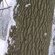 Quercus robur: Bild 5/8