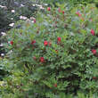 Paeonia delavayi: Bild 7/7