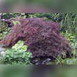 Acer palmatum 'Ornatum': Bild 4/6