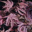 Acer palmatum 'Shirazz': Bild 2/2